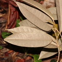 Cullenia ceylanica (Gardner) Wight ex K.Schum.